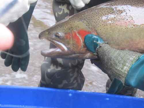 Large Male Bow